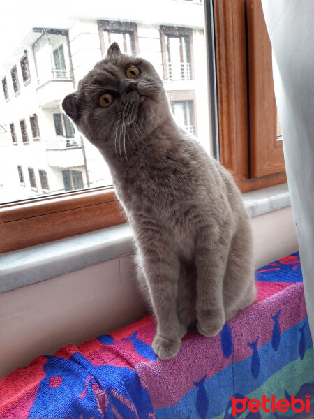 Scottish Fold, Kedi  Miya fotoğrafı