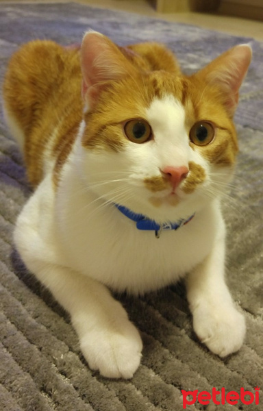 Tekir Kedi, Kedi  Paşam fotoğrafı