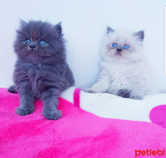 İran Kedisi (Persian), Kedi  İSİMLERİ HENÜZ YOK fotoğrafı