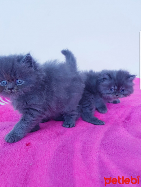 İran Kedisi (Persian), Kedi  İSİMLERİ HENÜZ YOK fotoğrafı