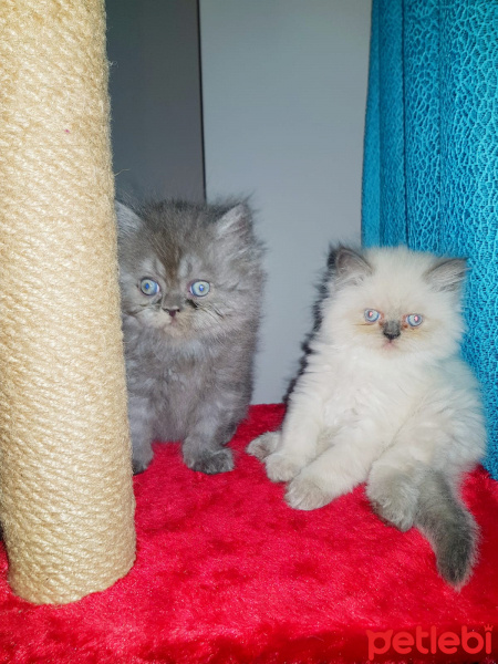 İran Kedisi (Persian), Kedi  İSİMLERİ HENÜZ YOK fotoğrafı