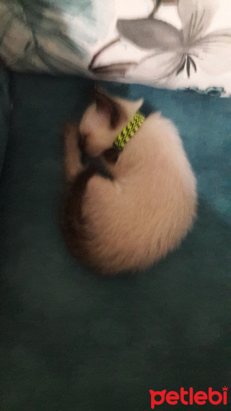 Siyam Kedisi, Kedi  Dumam fotoğrafı