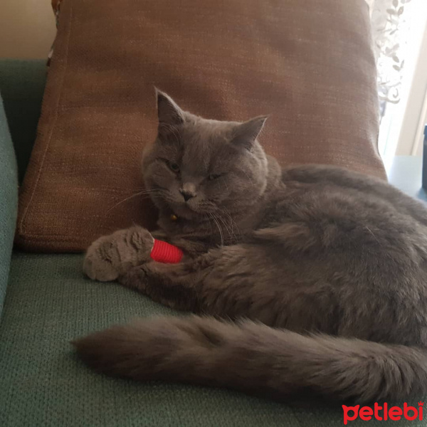 British Shorthair, Kedi  Mia fotoğrafı