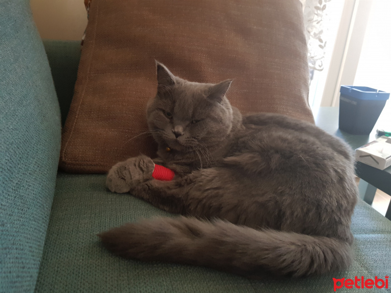 British Shorthair, Kedi  Mia fotoğrafı