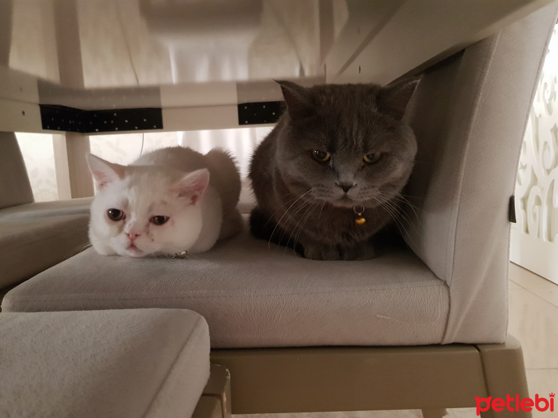 British Shorthair, Kedi  Mia fotoğrafı