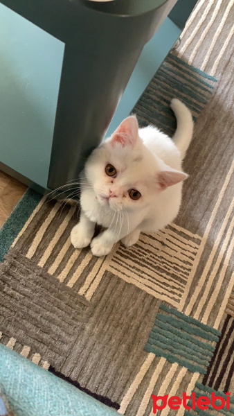 Exotic Shorthair, Kedi  Osman Mars fotoğrafı