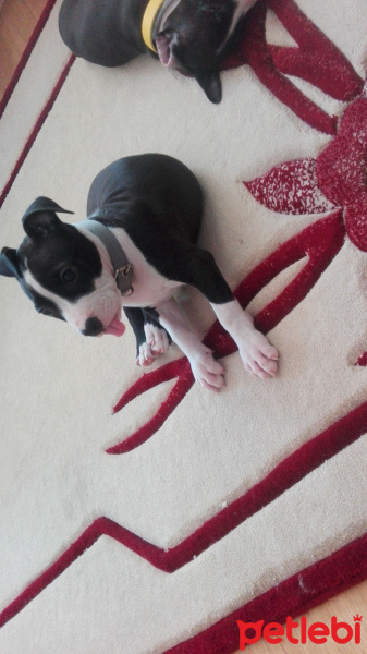 Amerikan Staffordshire Terrier, Köpek  Asil fotoğrafı