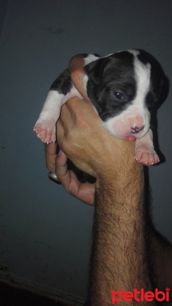 Amerikan Staffordshire Terrier, Köpek  Asil fotoğrafı