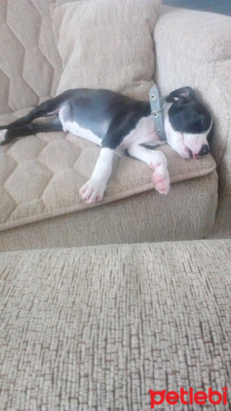 Amerikan Staffordshire Terrier, Köpek  Asil fotoğrafı