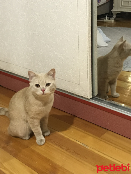 British Shorthair, Kedi  Latte fotoğrafı