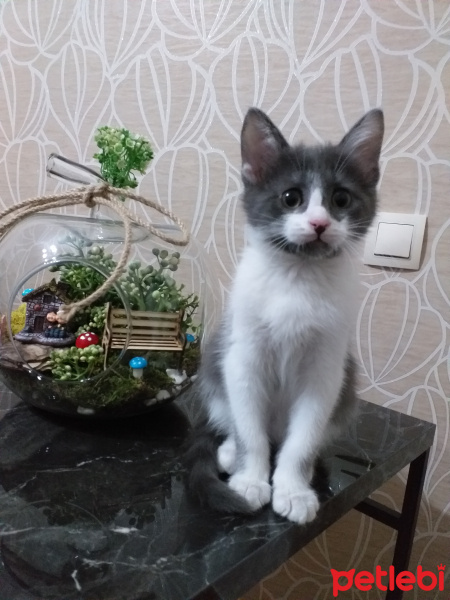 Tekir Kedi, Kedi  Gırgır fotoğrafı