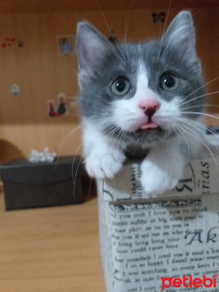 Tekir Kedi, Kedi  Gırgır fotoğrafı