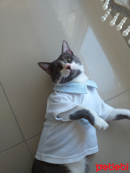 Tekir Kedi, Kedi  Gırgır fotoğrafı