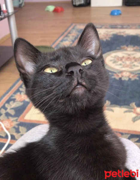 Tekir Kedi, Kedi  Şans fotoğrafı
