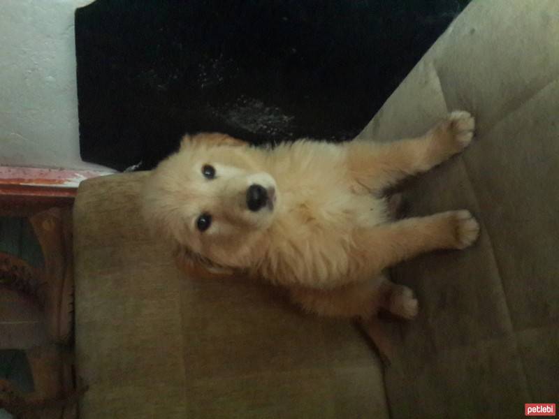 Golden Retriever, Köpek  Tosbik fotoğrafı