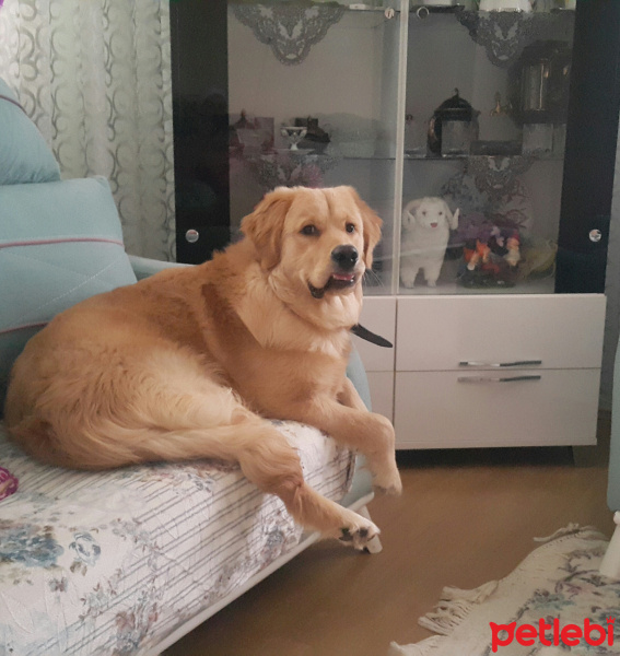 Golden Retriever, Köpek  Ayaz fotoğrafı