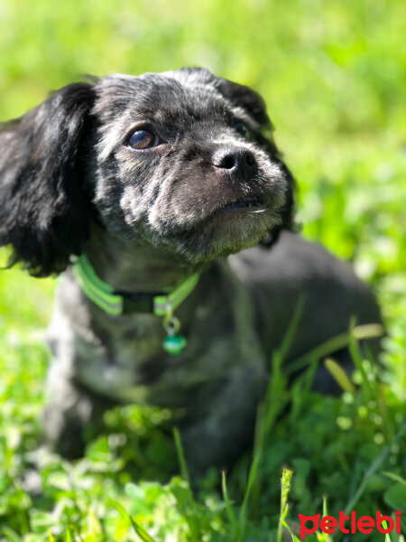 Maltese, Köpek  Negro fotoğrafı