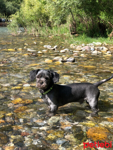 Maltese, Köpek  Negro fotoğrafı