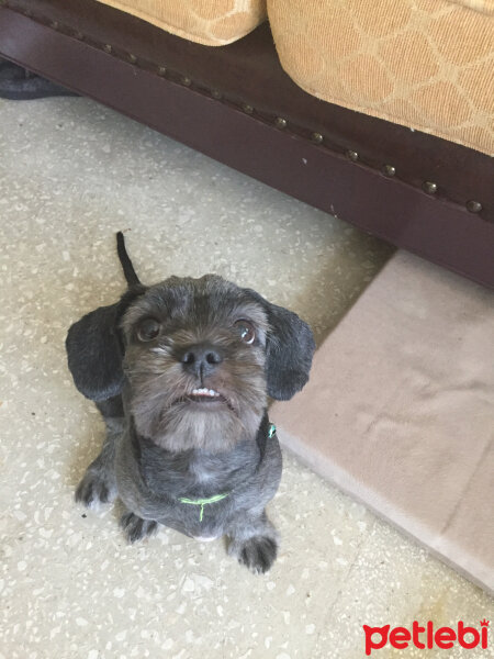 Maltese, Köpek  Negro fotoğrafı