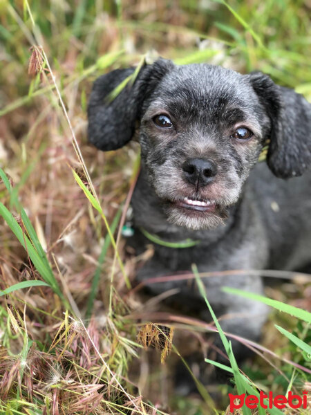 Maltese, Köpek  Negro fotoğrafı