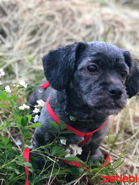 Maltese, Köpek  Negro fotoğrafı