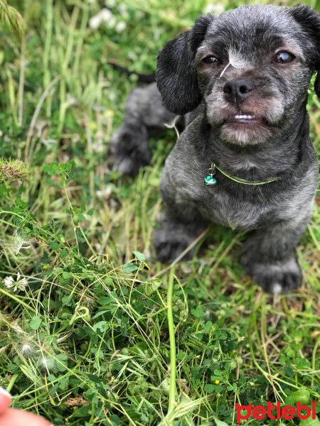 Maltese, Köpek  Negro fotoğrafı