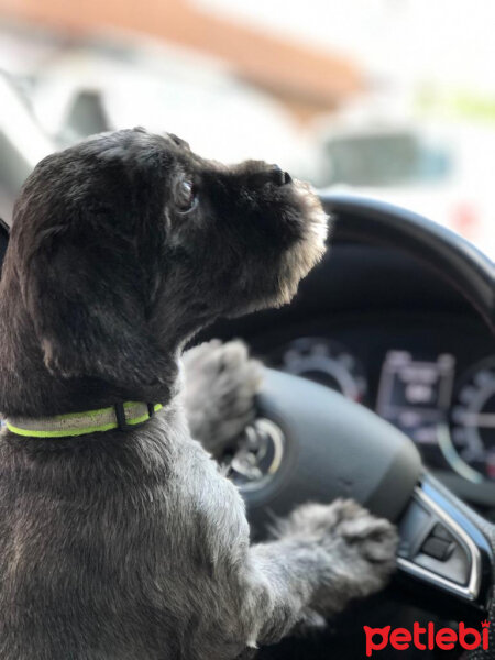 Maltese, Köpek  Negro fotoğrafı