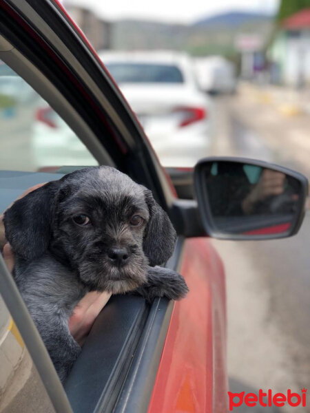 Maltese, Köpek  Negro fotoğrafı