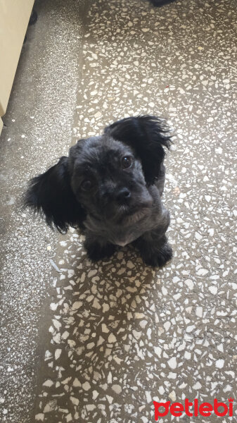 Maltese, Köpek  Negro fotoğrafı