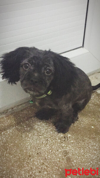 Maltese, Köpek  Negro fotoğrafı