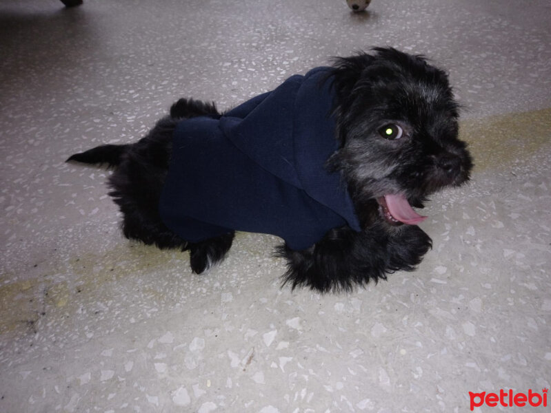 Maltese, Köpek  Negro fotoğrafı