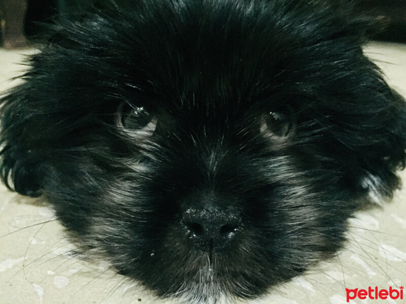 Maltese, Köpek  Negro fotoğrafı