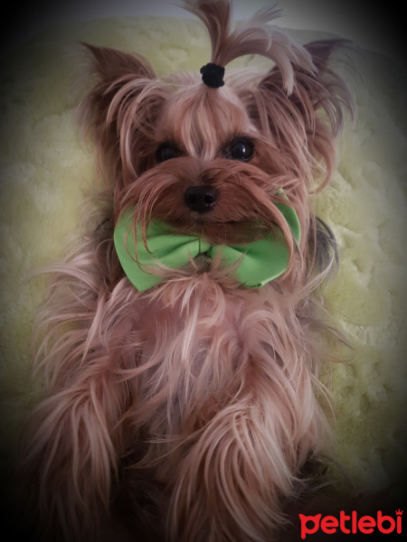 Yorkshire Terrier, Köpek  Minik fotoğrafı