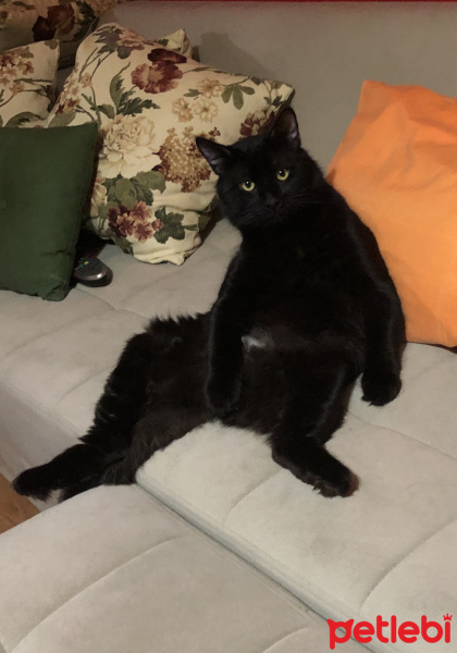 Bombay, Kedi  Gündüz fotoğrafı