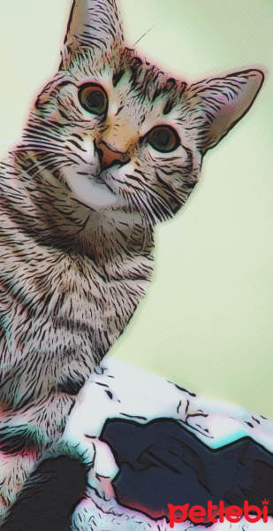 Tekir Kedi, Kedi  Kekik fotoğrafı