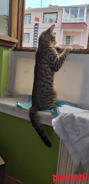 Tekir Kedi, Kedi  Kekik fotoğrafı