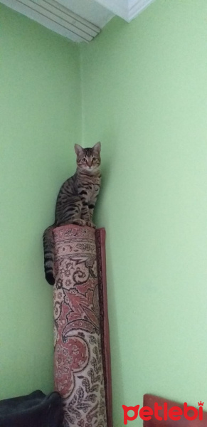 Tekir Kedi, Kedi  Kekik fotoğrafı