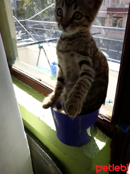 Tekir Kedi, Kedi  Kekik fotoğrafı