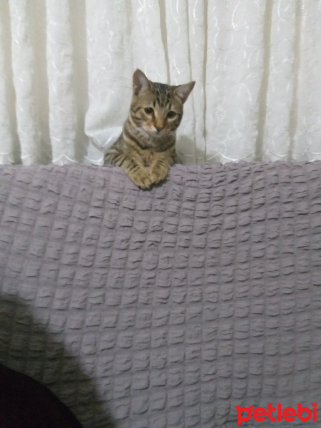 Tekir Kedi, Kedi  Kekik fotoğrafı