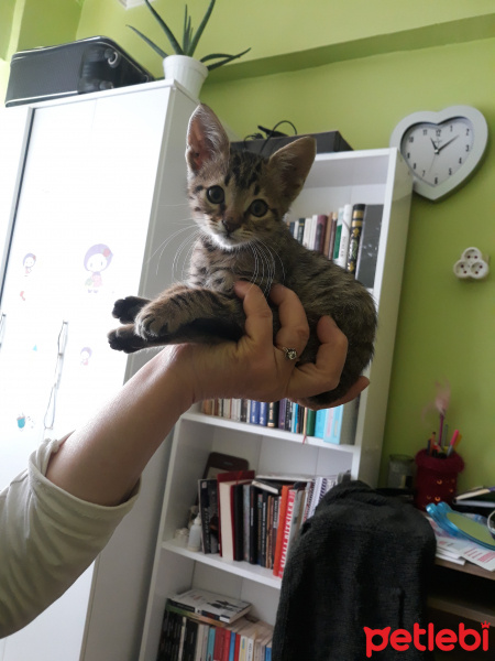 Tekir Kedi, Kedi  Kekik fotoğrafı