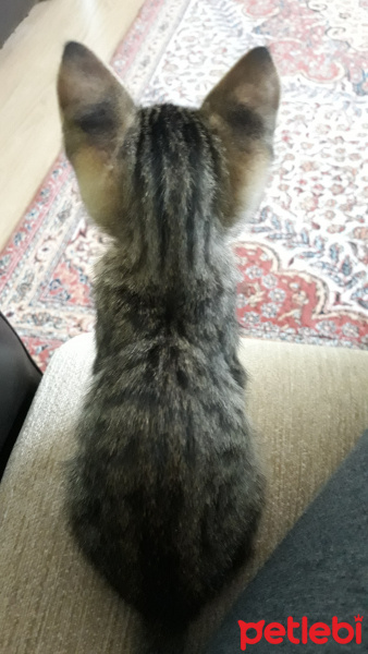 Tekir Kedi, Kedi  Kekik fotoğrafı