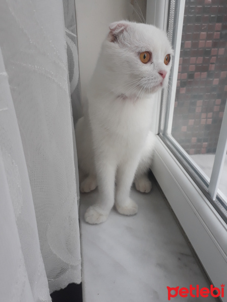 Scottish Fold, Kedi  Efe fotoğrafı