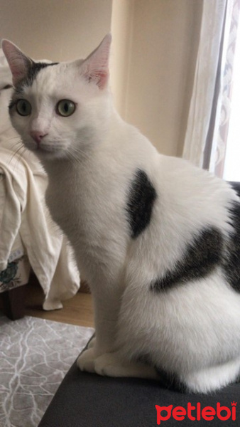 Tekir Kedi, Kedi  Kiki fotoğrafı