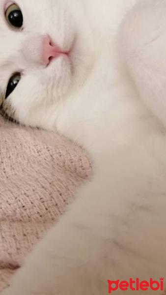Tekir Kedi, Kedi  Kiki fotoğrafı