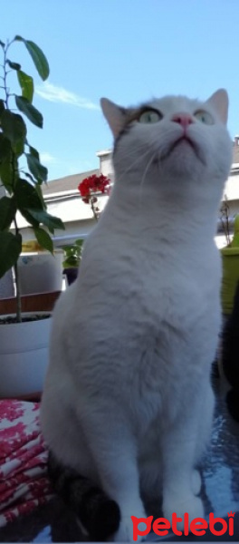 Tekir Kedi, Kedi  Kiki fotoğrafı