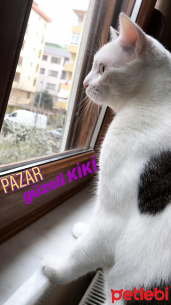 Tekir Kedi, Kedi  Kiki fotoğrafı