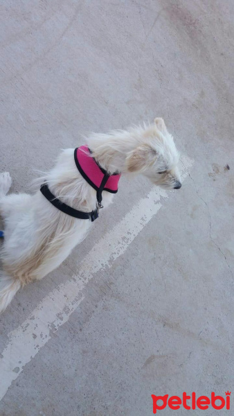 West Highland White Terrier, Köpek  Lolita fotoğrafı