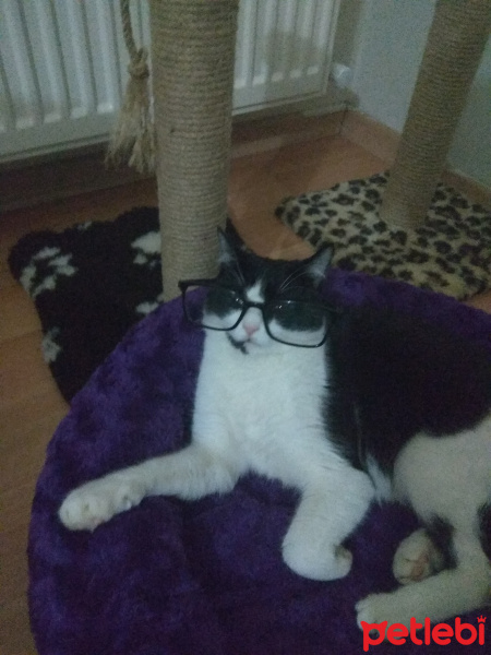 Tekir Kedi, Kedi  Mia fotoğrafı
