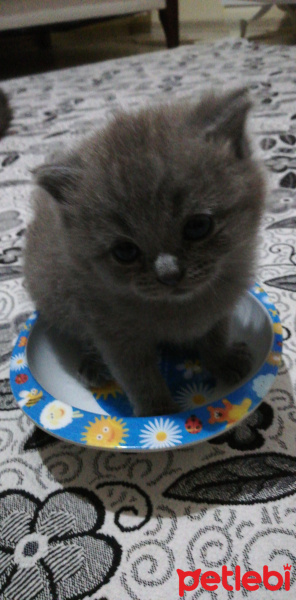 British Shorthair, Kedi  Yavru fotoğrafı