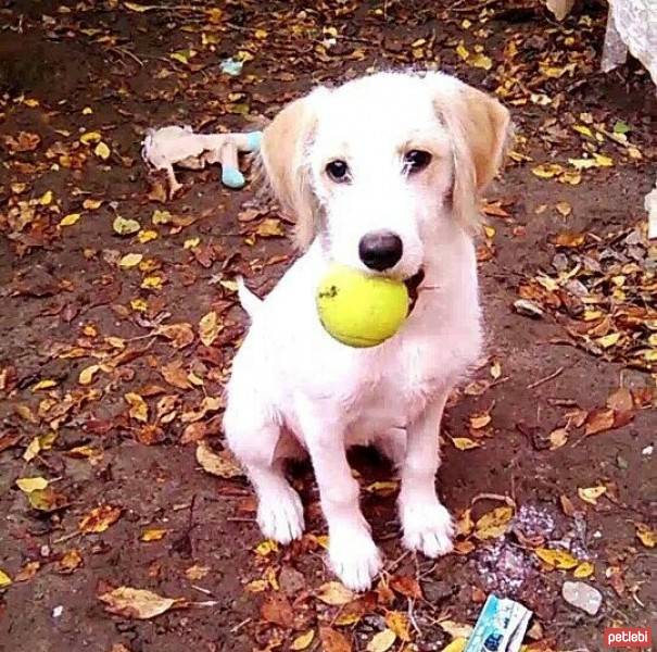 Golden Retriever, Köpek  Lucy fotoğrafı